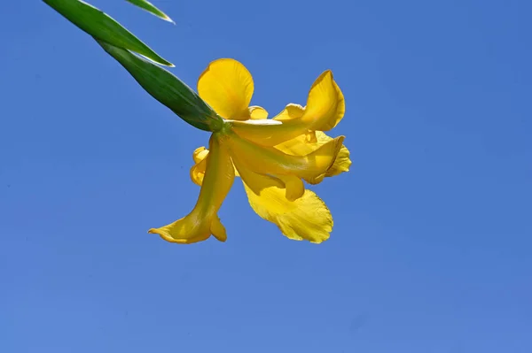 Mooie Narcis Bloem Lucht Achtergrond Zomer Concept Close View — Stockfoto