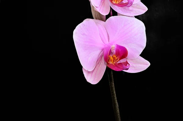 Beautiful Orchid Flowers Dark Background Summer Concept Close View — Stock Photo, Image