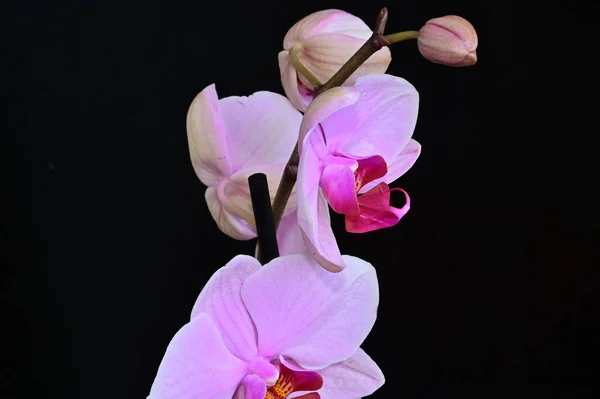 Beautiful Orchid Flowers Dark Background Summer Concept Close View — Stock Photo, Image