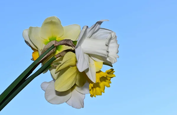 Красиві Квіти Нарцисів Фоні Неба Літня Концепція Вид Крупним Планом — стокове фото