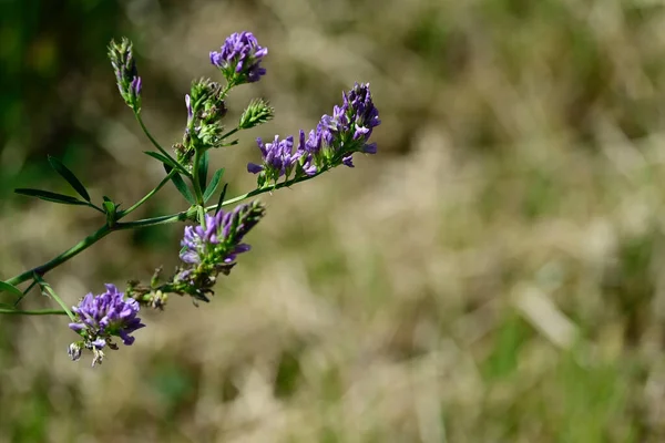 Belles Fleurs Poussant Dans Jardin Journée Ensoleillée Été — Photo