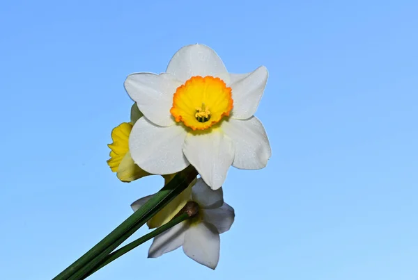 Mooie Narcis Bloemen Lucht Achtergrond Zomer Concept Close View — Stockfoto