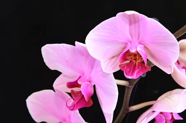 Belles Fleurs Orchidée Sur Fond Sombre Concept Été Vue Rapprochée — Photo