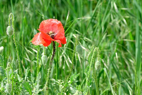 Belle Fleur Pavot Rouge Poussant Dans Prairie Journée Ensoleillée Été — Photo