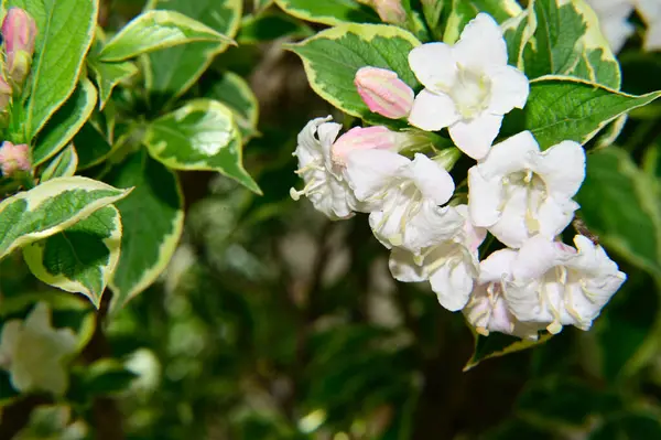 Belles Fleurs Poussant Dans Jardin Journée Ensoleillée Été — Photo