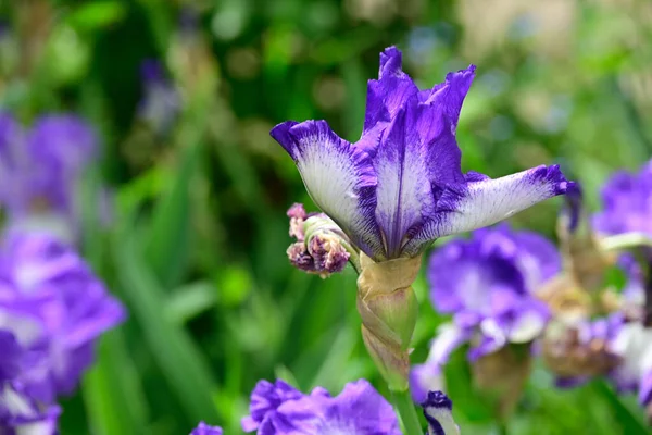 Beaux Iris Poussant Dans Jardin Journée Ensoleillée Été — Photo