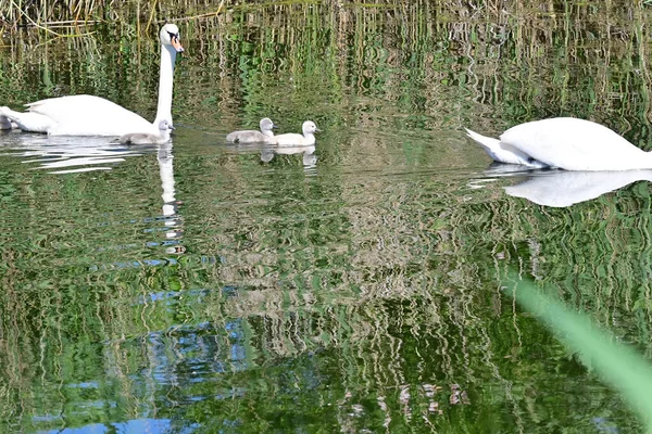 Piękne Białe Łabędzie Młode Pływanie Powierzchni Jeziora Wody Letni Dzień — Zdjęcie stockowe