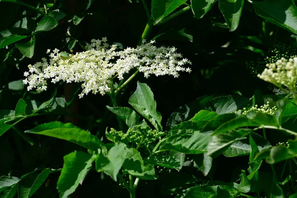 Belles Fleurs Poussant Dans Jardin Journée Ensoleillée Été — Photo