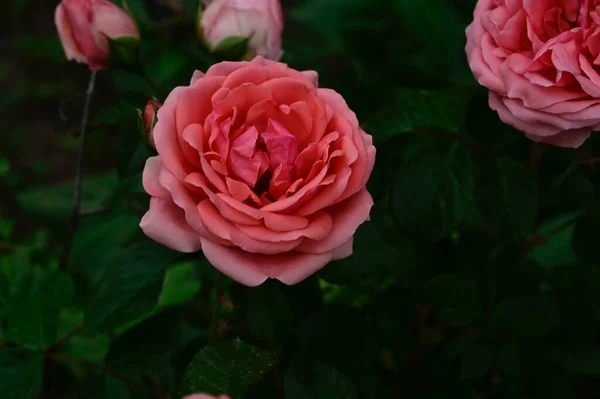 Hermosas Rosas Que Crecen Jardín Verano Día Soleado —  Fotos de Stock