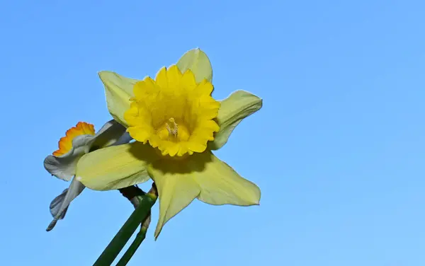 Schöne Narzissenblüten Auf Himmelshintergrund Sommerkonzept Nahsicht — Stockfoto