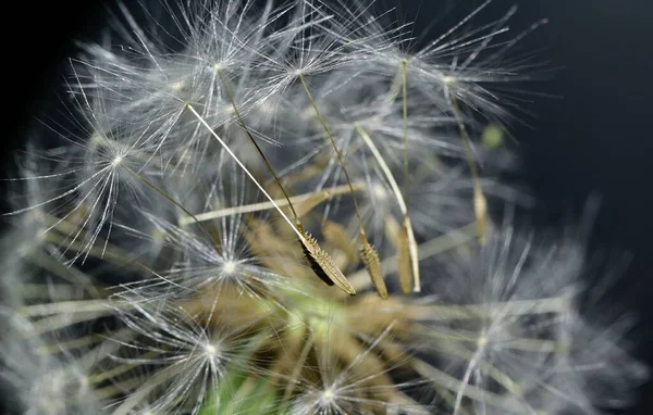 Hermosa Flor Diente León Esponjoso Blanco Sobre Fondo Oscuro Concepto —  Fotos de Stock