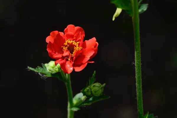 Mooie Roos Groeien Tuin Zomer Zonnige Dag — Stockfoto