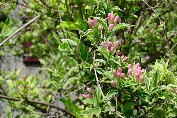 Bellissimi Fiori Che Crescono Giardino Estate Giornata Sole — Foto Stock