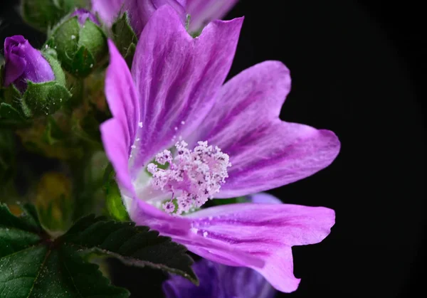 Bellissimo Fiore Sfondo Scuro Concetto Estivo Vista Vicino — Foto Stock