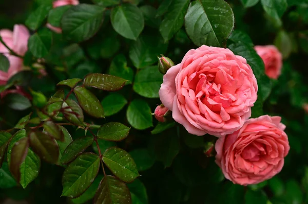 Güneşli yaz gününde bahçede büyüyen güzel güller. 