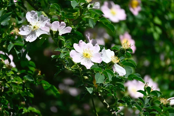 Hermosas Flores Jardín — Foto de Stock