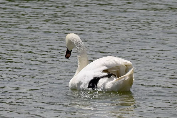 夏の日には白い白鳥が水面を泳いでいます — ストック写真