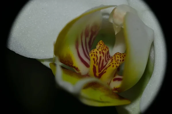 Belle Fleur Orchidée Sur Fond Sombre Concept Été Vue Rapprochée — Photo