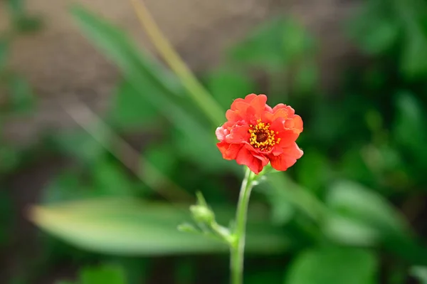 Mooie Bloemen Tuin — Stockfoto