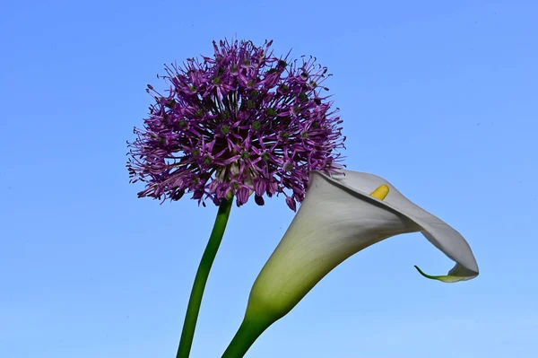 Schöne Blumen Auf Blauem Himmel Hintergrund — Stockfoto