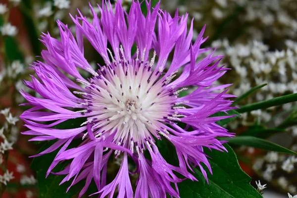 Schöne Blumen Wachsen Garten Sonnigen Sommertag — Stockfoto