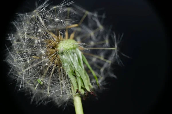 Hermosa Flor Diente León Esponjoso Blanco Sobre Fondo Oscuro Concepto —  Fotos de Stock