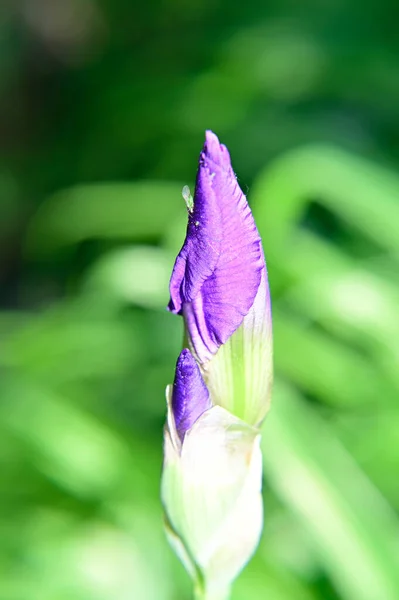 Piękne Clematis Rośnie Ogrodzie Letni Słoneczny Dzień — Zdjęcie stockowe