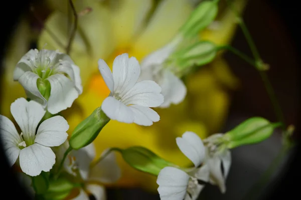 Ramo Hermosas Flores Sobre Fondo Oscuro Concepto Verano Vista Cercana — Foto de Stock