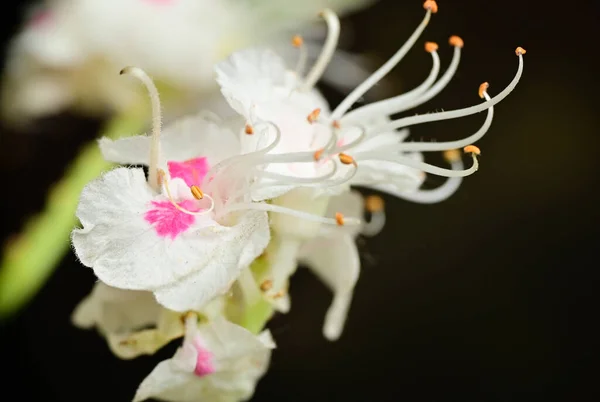 Bellissimi Fiori Sfondo Scuro Concetto Estivo Vista Vicino — Foto Stock