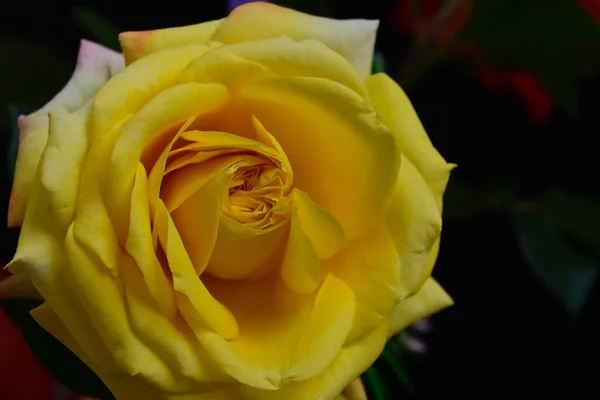 美丽的玫瑰在夏日的艳阳天长在花园里 — 图库照片