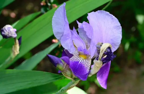 夏の晴れた日に庭で育つ美しい虹彩 — ストック写真