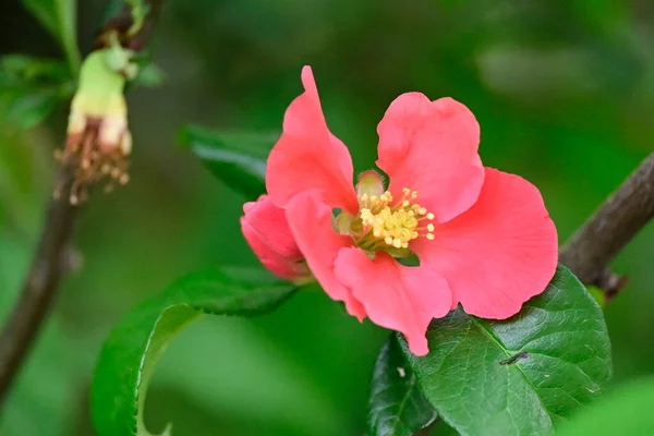 Bellissimi Fiori Giardino — Foto Stock