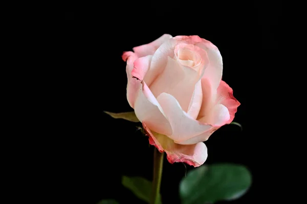 Schöne Rosenblüte Auf Dunklem Hintergrund Sommerkonzept Nahsicht — Stockfoto