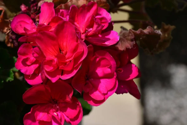 Pollinera Vackra Vita Blommor Trädgården Sommaren Solig Dag — Stockfoto