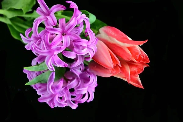 Buquê Flores Bonitas Fundo Escuro Conceito Verão Vista Próxima — Fotografia de Stock