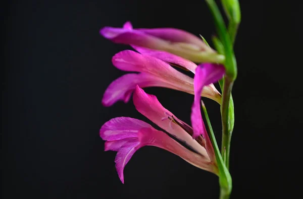 深色背景的美丽花朵花束 夏季概念 — 图库照片