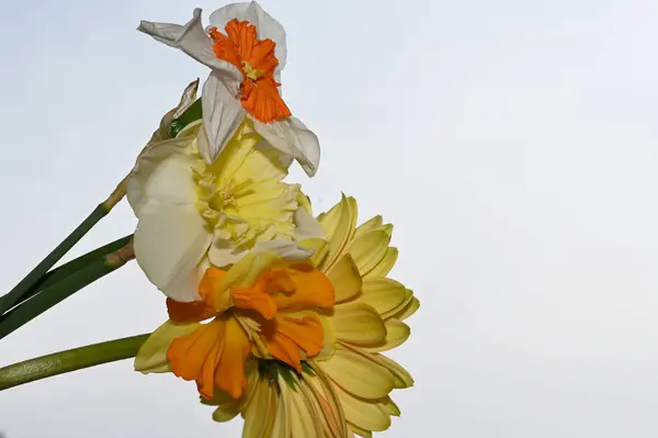 Colorful Flowers Blossom Blue Sky Background — Stock Photo, Image