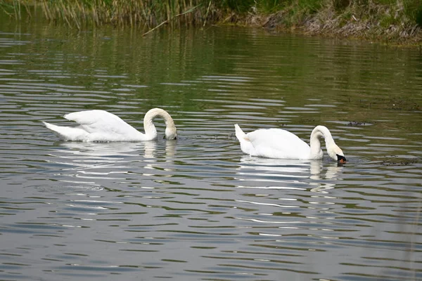 Hermosos Cisnes Blancos Nadando Superficie Del Agua Del Lago Día —  Fotos de Stock