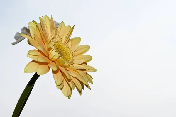 Красивые Цветы Нарцисса Герберы Фоне Неба Летняя Концепция Близкий Вид — стоковое фото