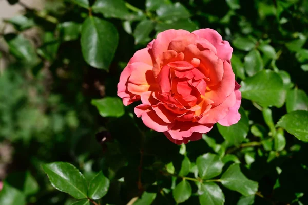 Όμορφο Τριαντάφυλλο Αυξάνεται Στον Κήπο Καλοκαίρι Ηλιόλουστη Μέρα — Φωτογραφία Αρχείου