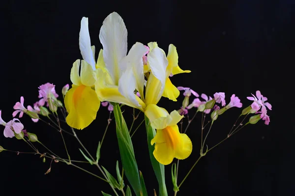 暗い背景に美しい花の花束 夏のコンセプト — ストック写真