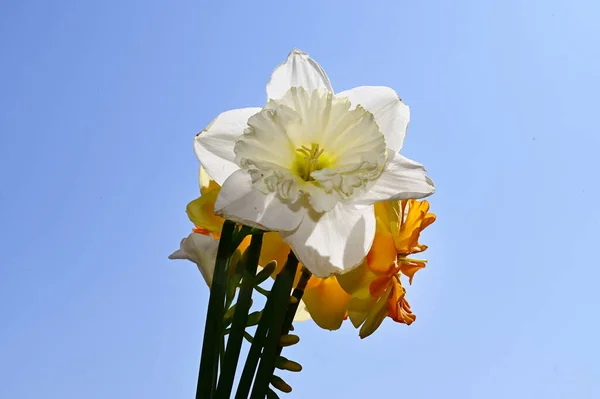 Hermosas Flores Narciso Fondo Del Cielo Concepto Verano Vista Cercana —  Fotos de Stock