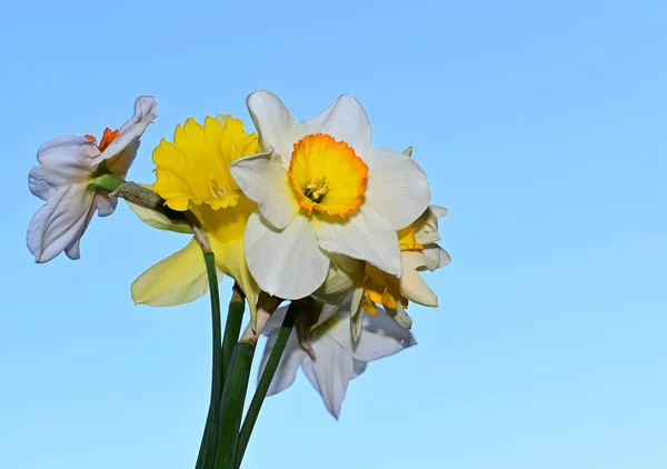 Gökyüzü Arka Planında Güzel Nergis Çiçekleri Yaz Konsepti Yakın Manzara — Stok fotoğraf