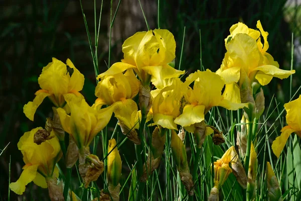 stock image beautiful irises growing in garden at summer sunny day 