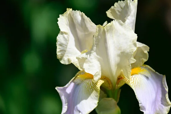 Hermoso Iris Creciendo Jardín Verano Día Soleado —  Fotos de Stock
