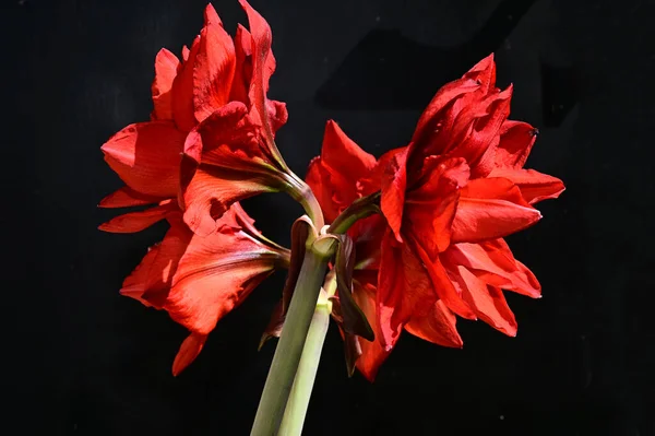 Hermosas Flores Brillantes Fondo Oscuro Concepto Verano Vista Cercana — Foto de Stock