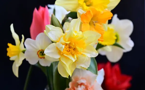 Ramo Hermosas Flores Sobre Fondo Oscuro Concepto Verano Vista Cercana —  Fotos de Stock