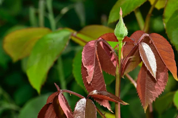 庭の緑の植物の葉を閉じて — ストック写真