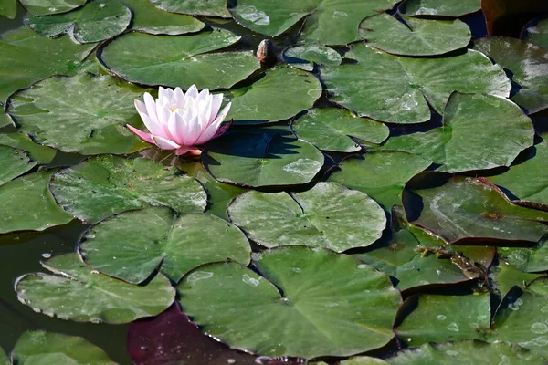 Bela Flor Lótus Crescendo Lagoa Dia Verão — Fotografia de Stock