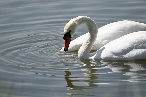 Vackra Vita Svanar Simmar Sjö Vattenytan Sommardagen — Stockfoto